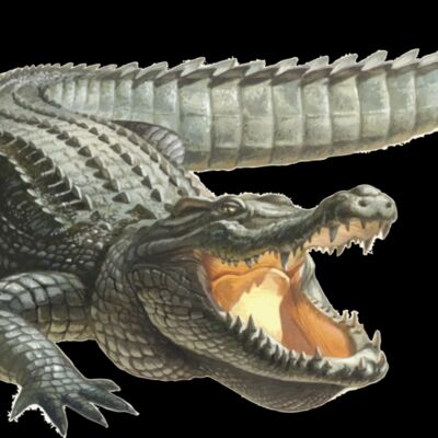 crocodile Thumbnail