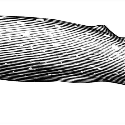 Gray whale hand draw Thumbnail